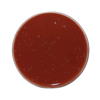 Agar Chocolate Agar Chocolate